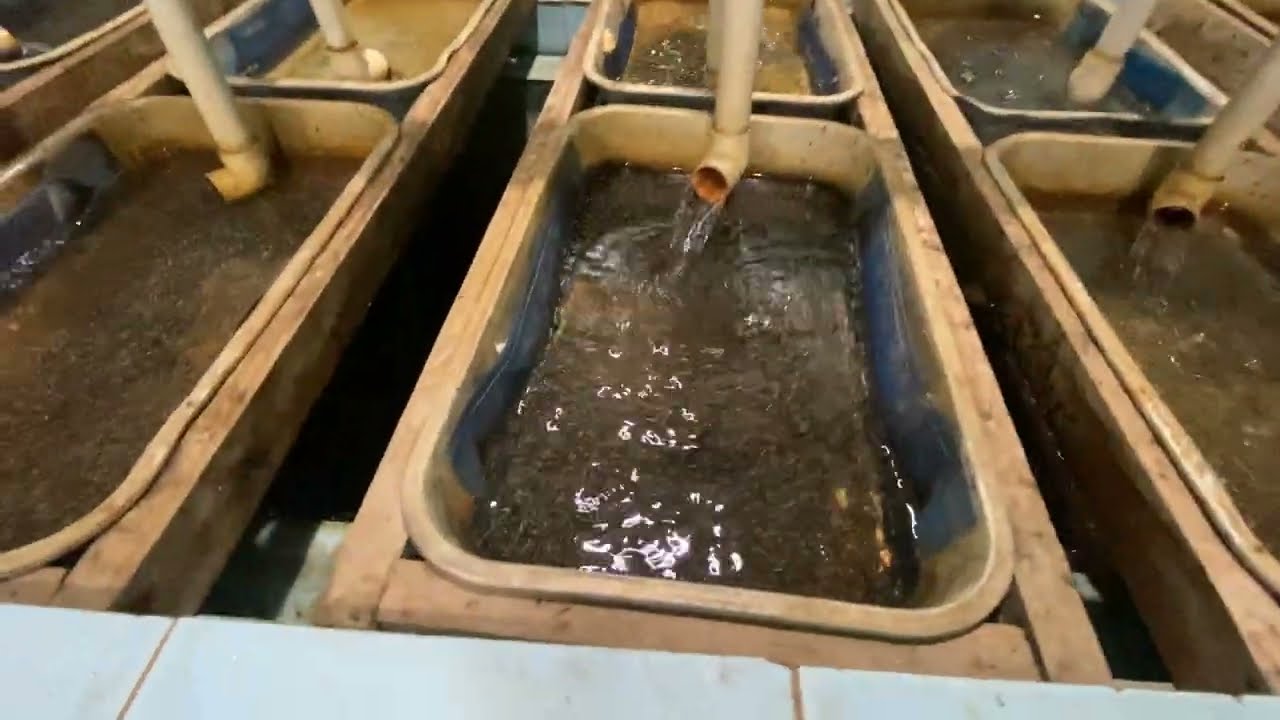 Fish hatchery business idea 