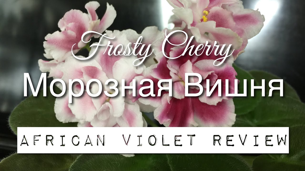 Moroznaia Vishnia / Frosty Cherry / Морозная вишня - African Violet Review