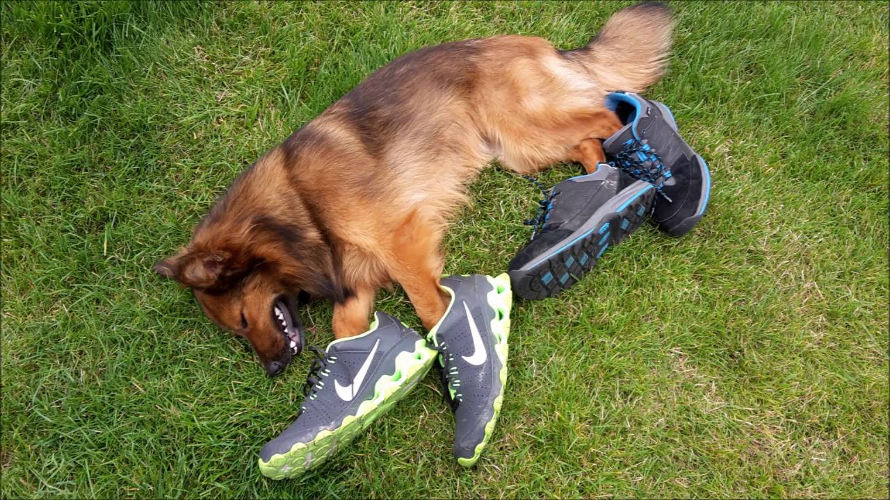 Fanny - ein Harzer Fuchs aus der Tötungsstation