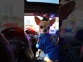 The Bravest Puppy Rescue You’ll See Today! ❤️🐾