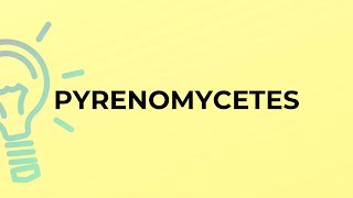 What is the meaning of the word PYRENOMYCETES