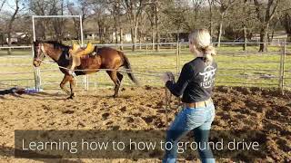 How to learn Ground Driving on a green horse using long lines and a sidepull