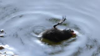 Sauvetage Dun Poussin De Poule Deau - Rescue A Water Chicken Chick