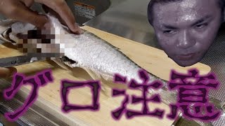 幻の古代魚ターポンを捌く！【4話】