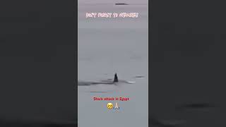 Shark Attack  Egypt shorts shorts