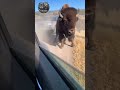 TERRIFYING: Massive Bison Smashes Car Door with Horns in Yellowstone! 😱🦬💥