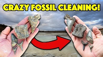 How to Clean Your Fossils [Satisfying Time Lapse!]