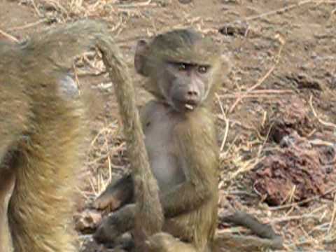 Monkey Babies Are Ugly Youtube