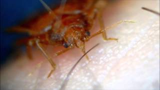 Rose Pest Solutions  Bed Bugs Bed Bug Life Cycle Rose Pest Solutions