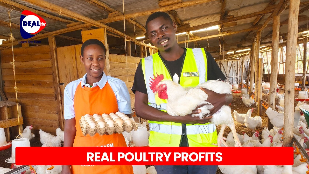 How to Make UGX 5 Million Monthly from Broiler Chicken Farming | Wakiso ...