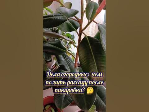 Чудо подпитка для пикированой рассады. - YouTube