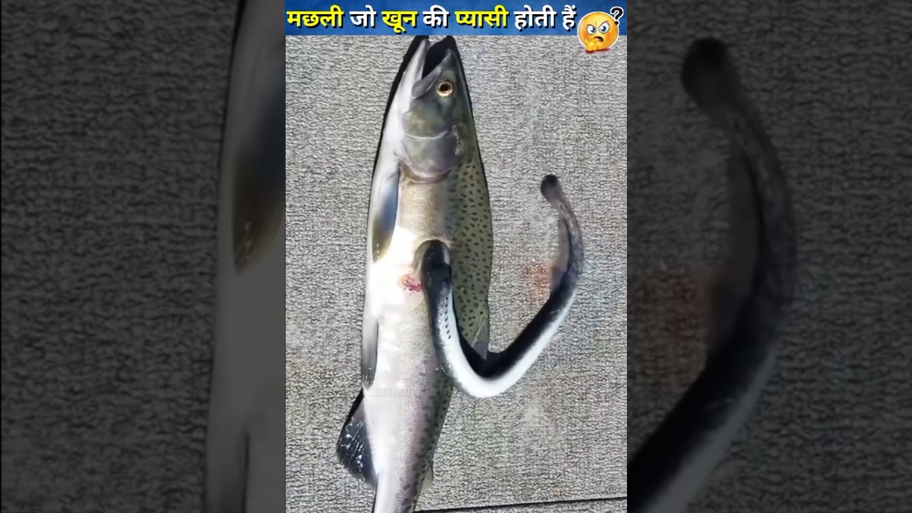 मछली जो खून कि प्यासी होती है | lamprey fish | #lamprey #fish