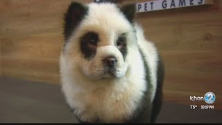 Controversy over Chow Chow dogs painted as pandas