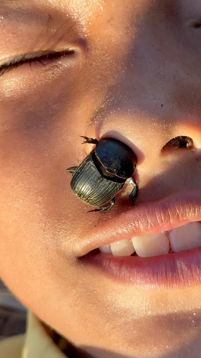Wow! Dung Beetle 🫨