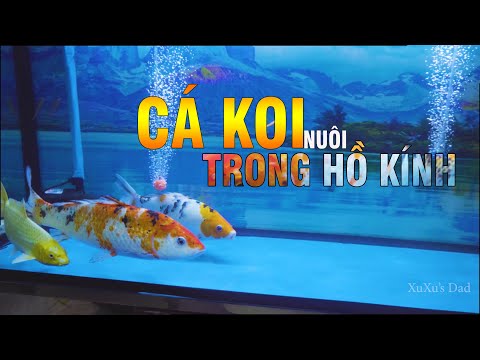 Video Cá Koi nuôi trong hồ kính trong nhà - Tuyệt Đẹp cho... - youtube