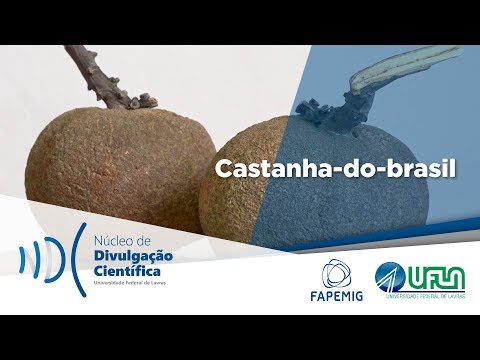 Castanha-do-brasil