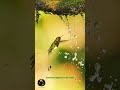 Cutest Splash Ever?! You Decide 🐦|#shortvideo