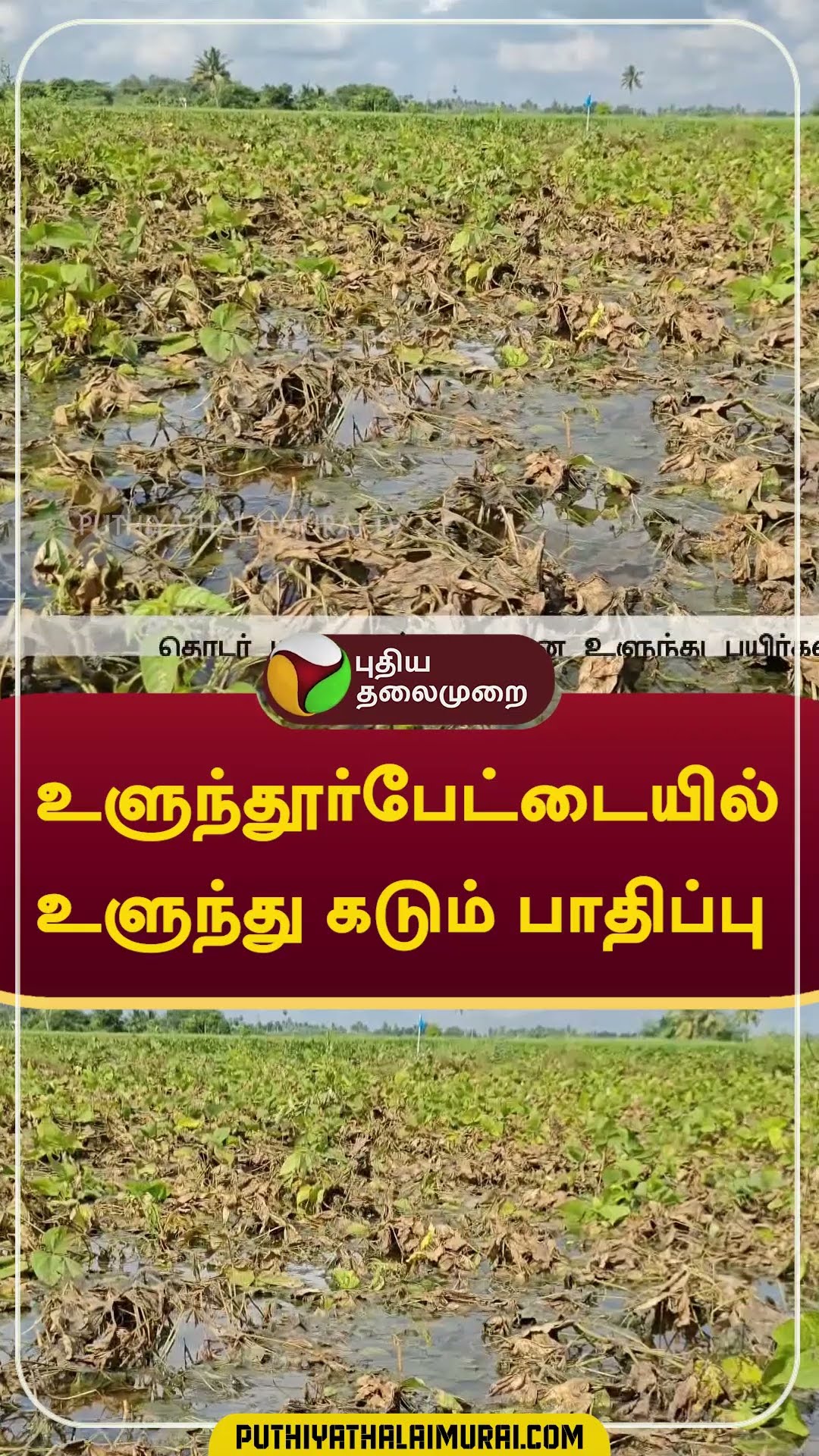 உளுந்தூர்பேட்டையில் உளுந்து கடும் பாதிப்பு  #shorts #Ulundurpet