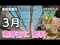 【シャインマスカット、黒系ぶどう】第197回、目覚めたぶどうに芽出し肥【家庭菜園】