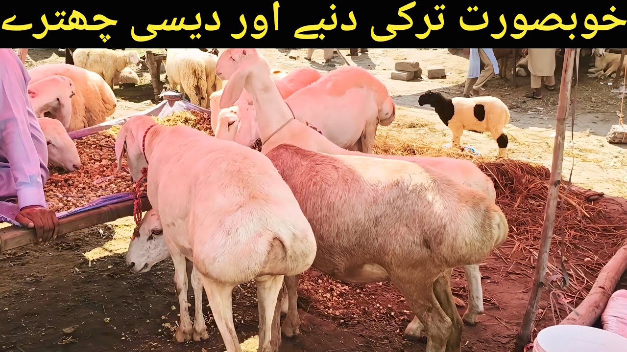 Shahpur Kanjra Mandi Lahore | Heavy Dumba & Desi Chatre | Qurbani 2026 | Bakra Mandi Lahore 2025