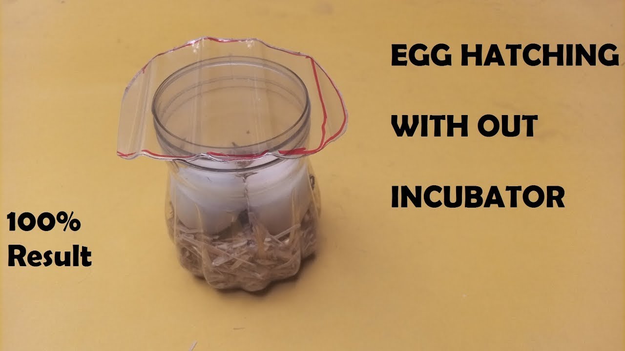 How to hatch eggs at home without incubator How to make incubator