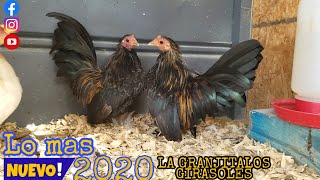 mostrando nuevos cambios|Gallitos