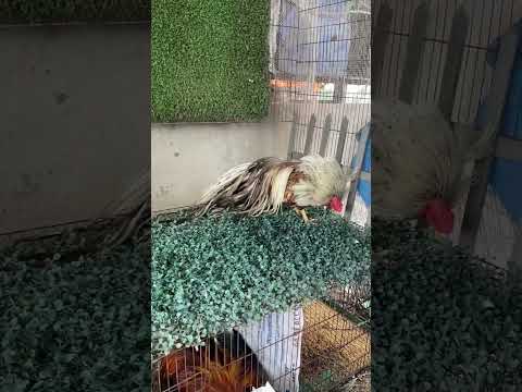 Video Gà Tre Tân Châu Khét Chuối Đuôi Dài Cực Chất ???? - youtube