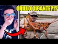 10 INSETTI PIÙ PERICOLOSI DEL MONDO!!