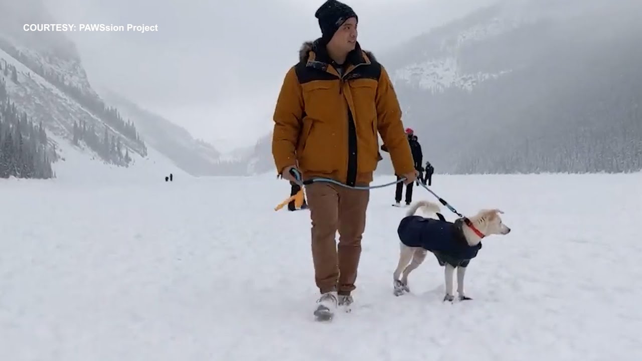 Rescued Aspin now in Canada