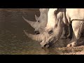 Botswana 2019 October for U Tube Part 1 - Elephant scares Tourist and the Tiniest Hyenas