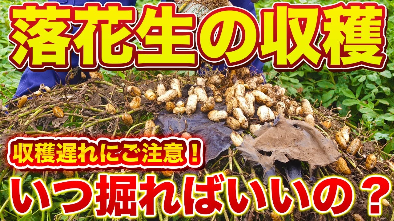 【落花生】収穫時期の目安と見極め方を徹底解説！収穫時期を逃すと実が固くなってしまいます！