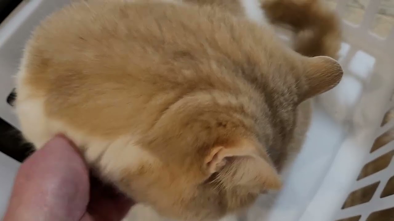 Fig is guarding my laundry 