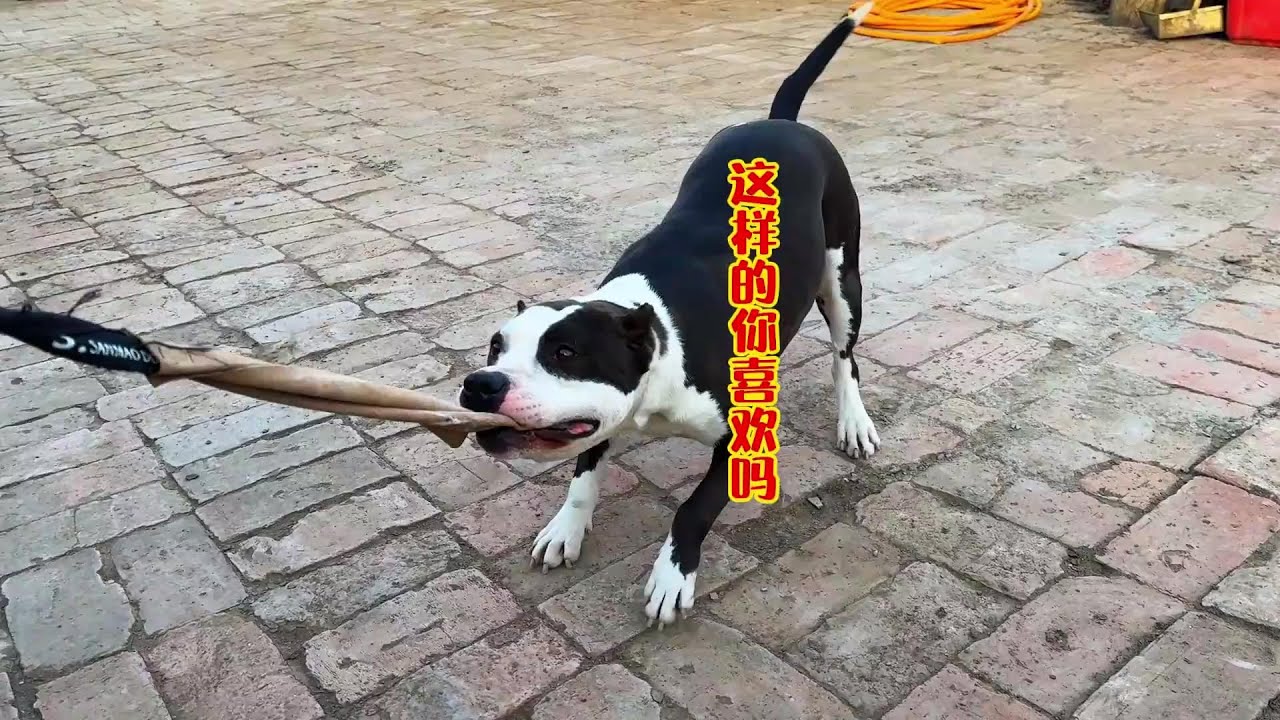 这样的斯塔福你喜欢吗