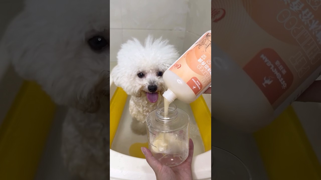 Turn Bath Time into a Bark-Tastic Soap Opera! 🐶🎬