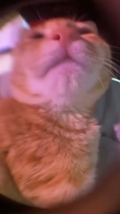 Awoo Cat 🥰❤️