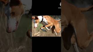 Transmission of ibizan hound baby into ibizan hound ||#ibizan hound ||#love with animals