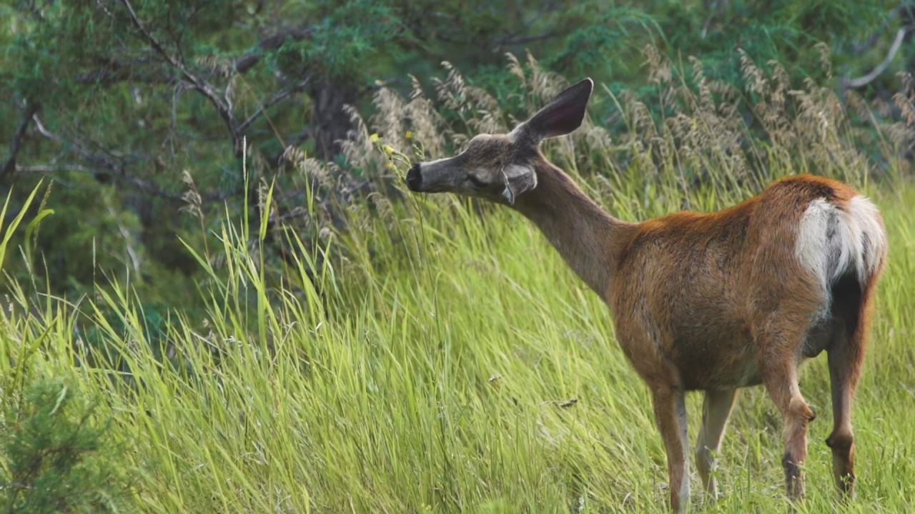 Loon Lake, BC Perseverance