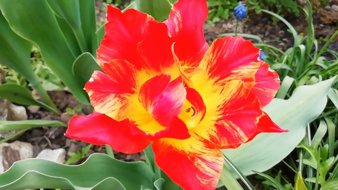 ЦВЕТЕНИЕ ТЮЛЬПАНОВ И НАРЦИССОВ. ПАРАД ЛУКОВИЧНЫХ В САДУ.