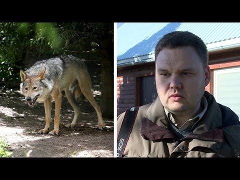 Video: Poliariniai Lokiai Aplenkia Rusijos Salas