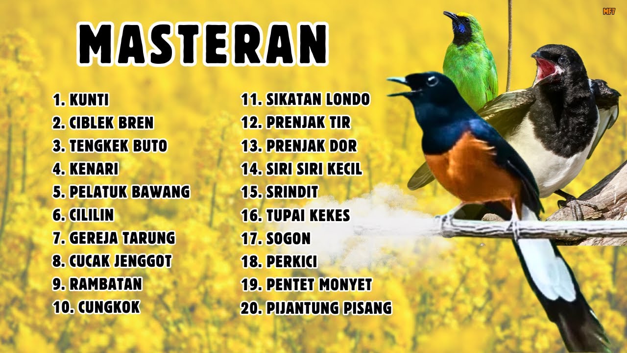 🔴 KOMPILASI MASTERAN MURAI BATU TERLENGKAP !! GAMPANG MASUK || 674
