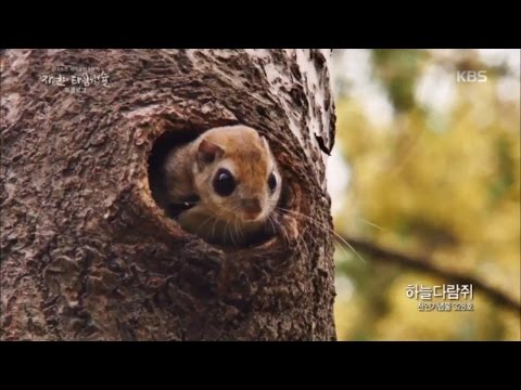 KBS 스페셜 - 왕을 위한 경배 ‘광릉숲‘.20161117