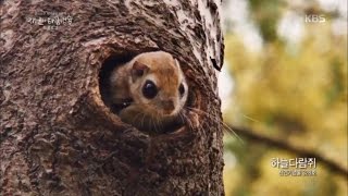 KBS 스페셜 - 왕을 위한 경배 ‘광릉숲‘.20161117