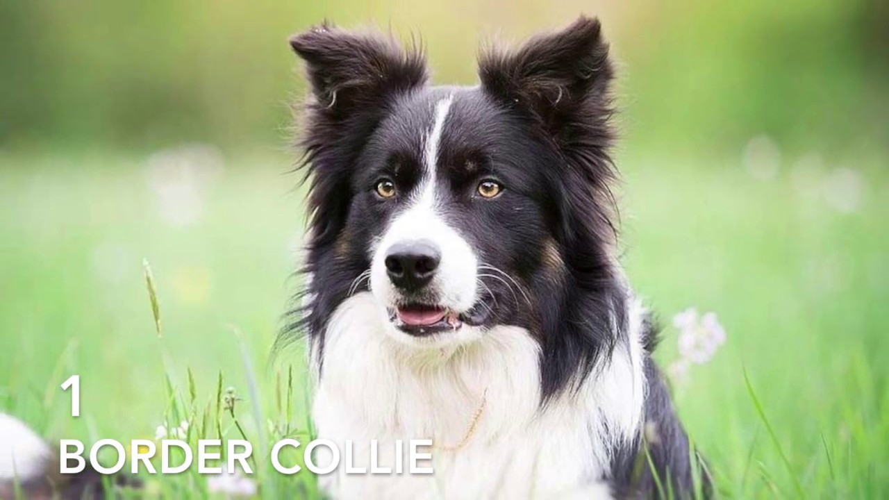 Top 10 Smartest Dog Breeds (2020 Updated Must Watch) YouTube