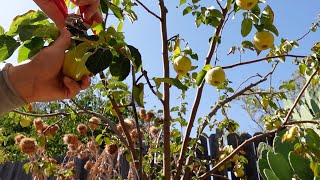Growing, Harvesting And Processing Quince Fruit | A Delicious Nutritional Powerhouse! screenshot 5