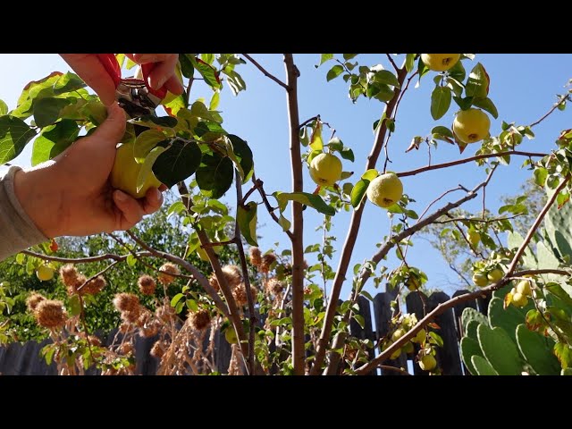 Quince Fruit Tree Care