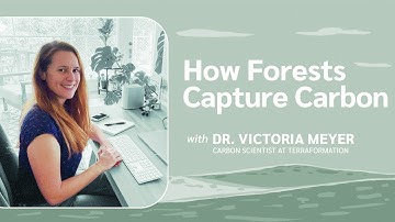 Carbon Capture and Storage - How Forests Help