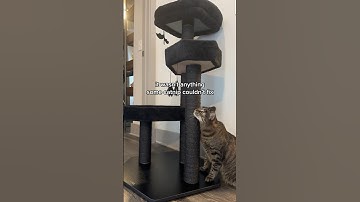 cat reviews a goth cat tree 🏰🦇