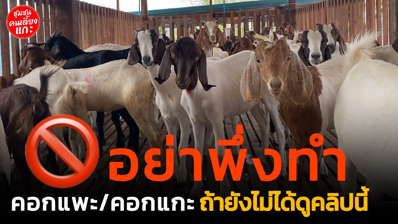 อย่าพึ่งทำคอกแพะ | คอกแกะ ถ้ายังไม่ได้ดูคลิปนี้ @ชุมชน คนเลี้ยงแกะ