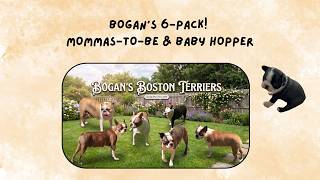 The Blessed Bogan's Boston's 6 Pack: Growing Hopper &amp; Preparing for New Puppies!