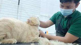 How to trim a roundface for cat haircut/trimming a cat faceround/roundface for cat/#cattrimminground by Groomers Archive 972 views 1 year ago 5 minutes, 1 second
